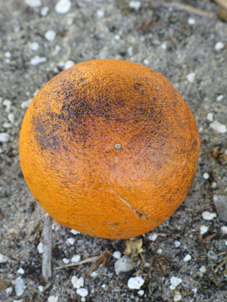                       Fruit (Winter Haven, FL)       